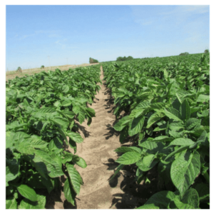 Farms - CSS Farms